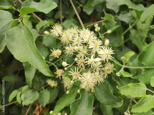 Old-man's-beard (Clematis vitalba) flowers photo