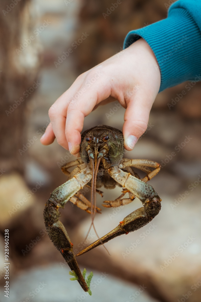Live freshwater crayfish in child hand close-up. Green shell and claws. Long antennae. His eyes bulged. River Crawfish Live freshwater crayfish in child hand close-up. Green shell and claws. Long antennae. His eyes bulged. River Crawfish