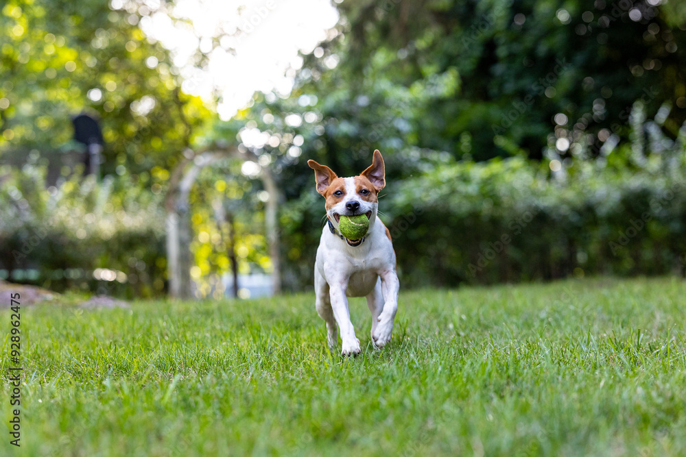 A Danish–Swedish Farmdog carries a tennis ball in it's mouth towards the camera with both ears at attention A Danish–Swedish Farmdog carries a tennis ball in it's mouth towards the camera with both ears at attention