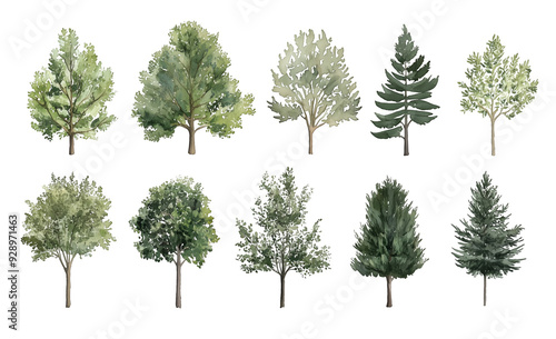 Watercolor Tree Illustrations Featuring a Variety of Green Foliage and Evergreen Trees