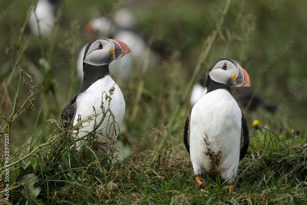 Obraz premium Puffin Iceland