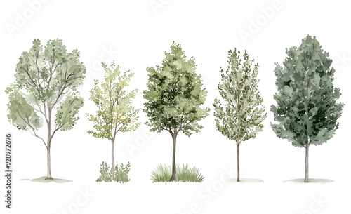 Watercolor Tree Illustrations Featuring a Variety of Green Foliage and Evergreen Trees