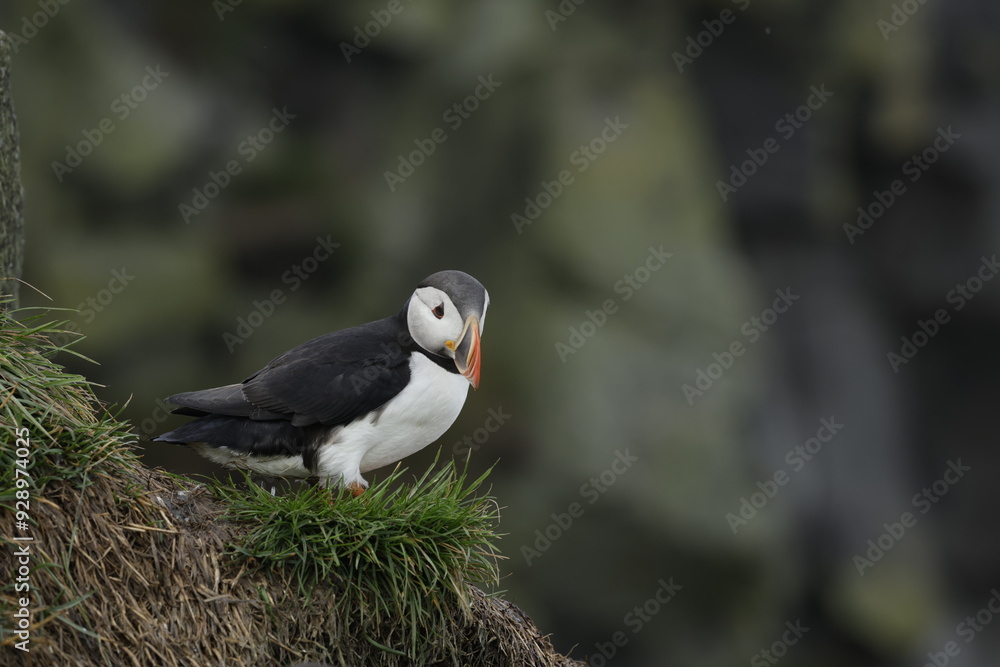 Fototapeta premium Puffin Iceland