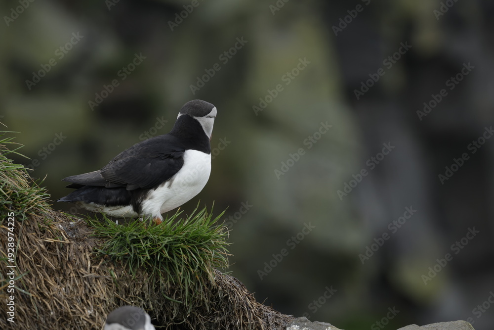 Puffin Iceland Puffin Iceland