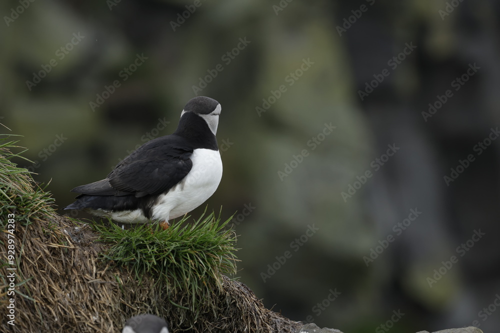 Fototapeta premium Puffin Iceland