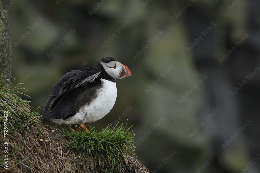 Fototapeta premium Puffin Iceland