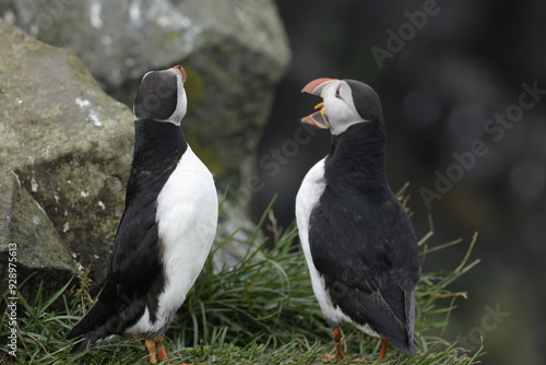 Puffin Iceland