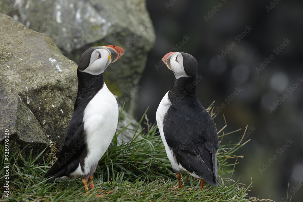 Obraz premium Puffin Iceland