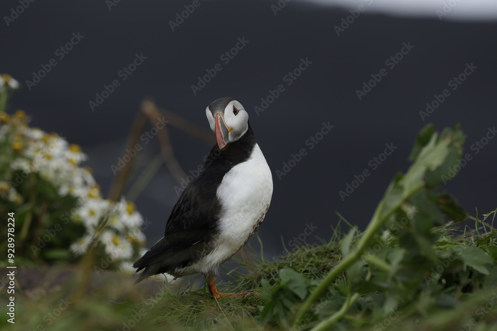 Fototapeta premium Puffin Iceland