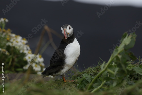 Puffin Iceland