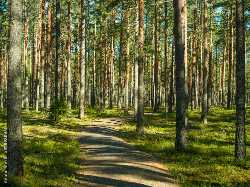 Obraz premium Path in pine forest in Finland