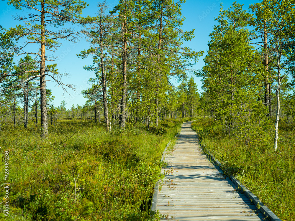 Accessible wooden pathway in the forest Accessible wooden pathway in the forest