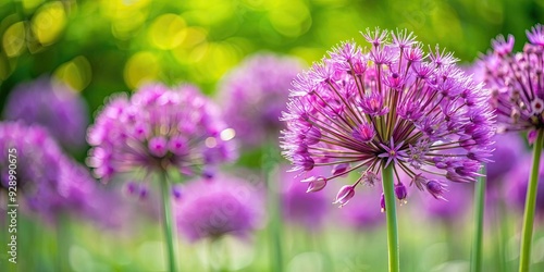 Ornamental garlic plant with purple flowers, allium, garden, spring, blooming, decorative, foliage, botanical, nature