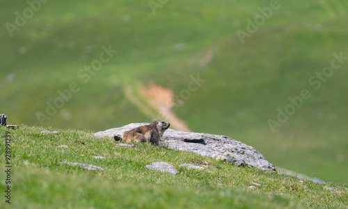 Une marmotte dans les Alpes photo