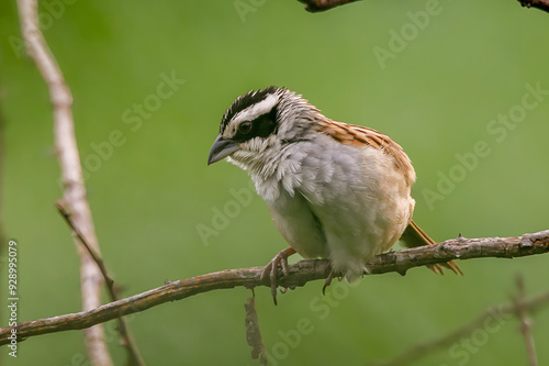 Zacatonero Serrano Mexicano Oriturus superciliosus ssp. superciliosus photo