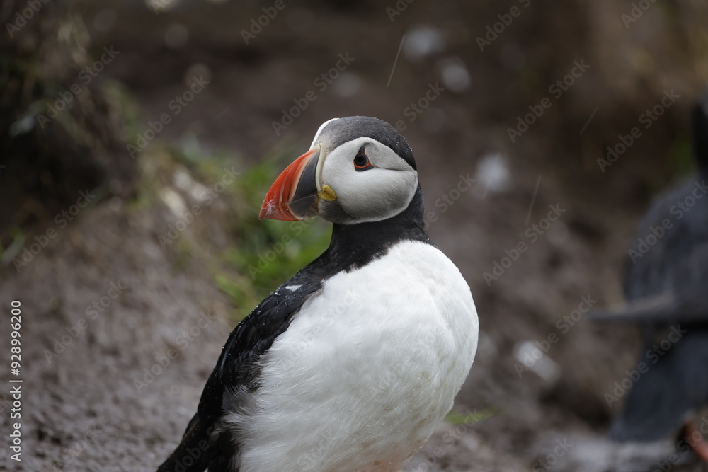 Naklejka premium Puffin Iceland