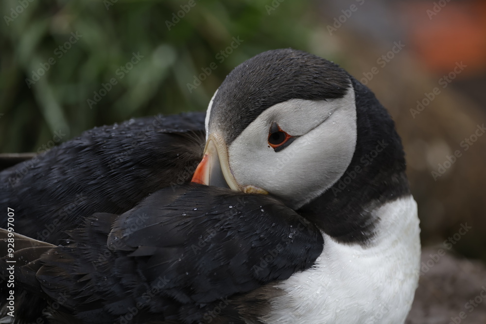 Naklejka premium Puffin Iceland