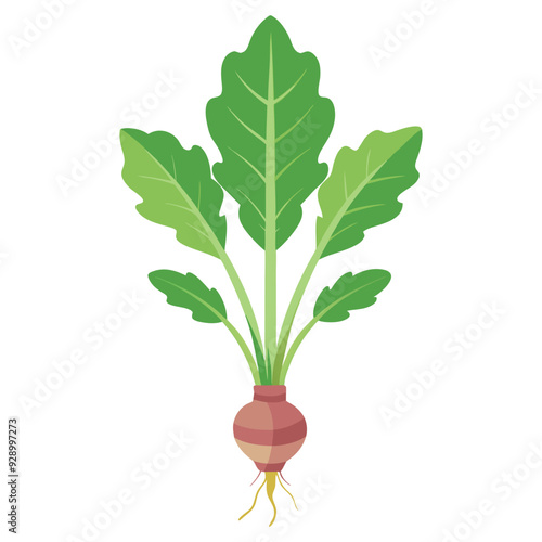 illustration of a horseradish, radish isolated on white background
