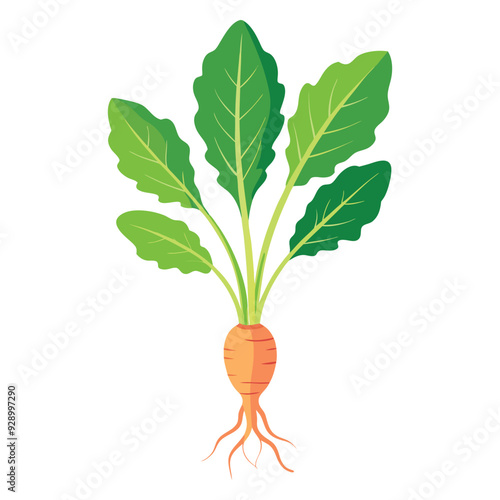 illustration of a horseradish, radish isolated on white background