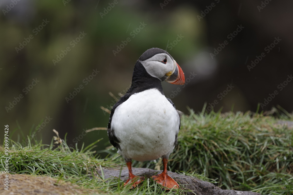 Puffin Iceland Puffin Iceland