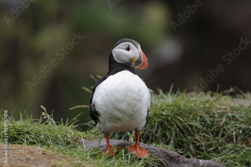 Puffin Iceland