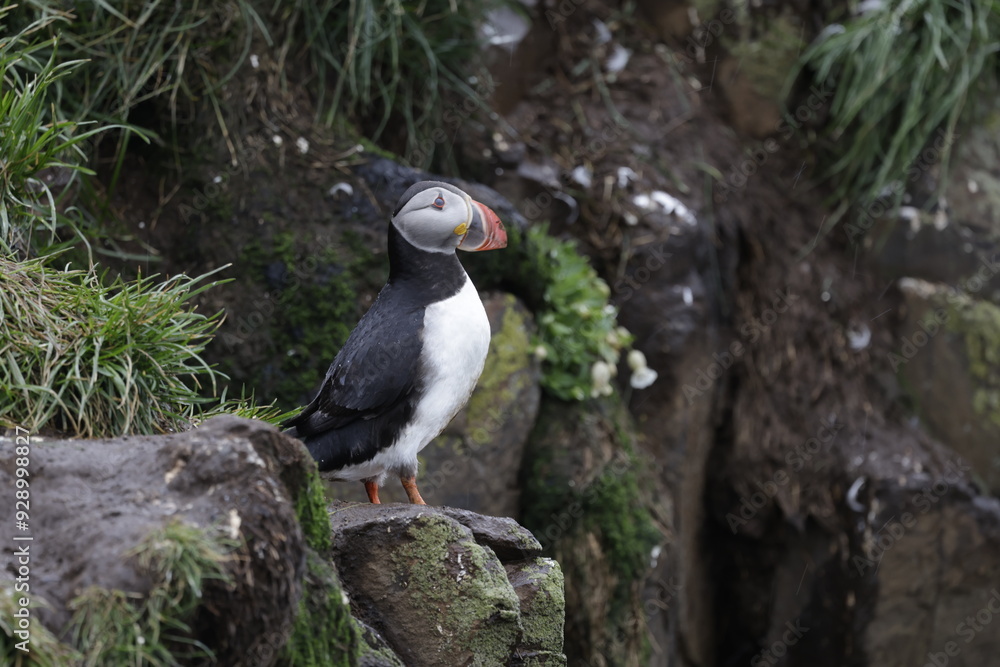 Fototapeta premium Puffin Iceland