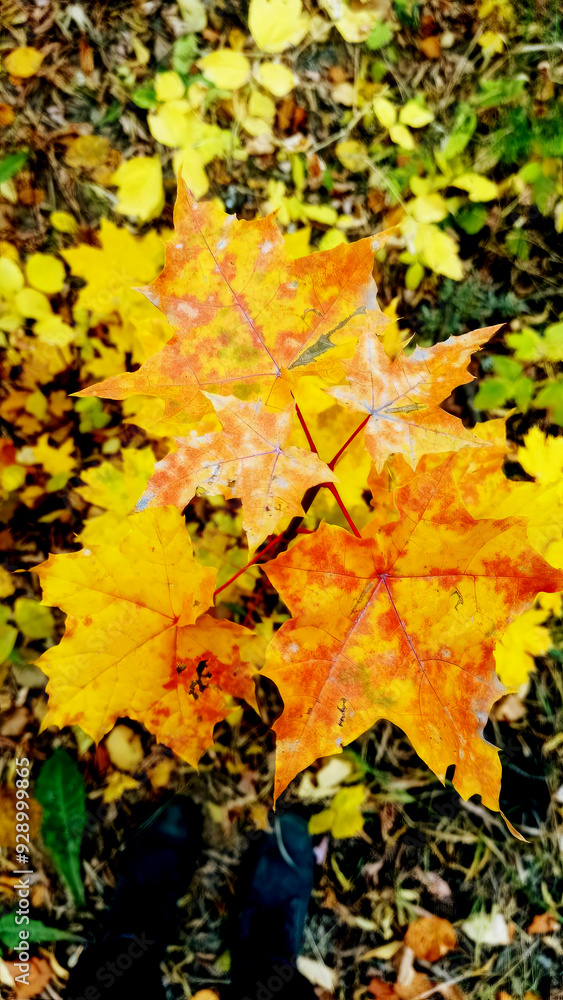 Vibrant Autumn Leaves Displaying a Stunning Array of Golden Hues in Natures Canvas Vibrant Autumn Leaves Displaying a Stunning Array of Golden Hues in Natures Canvas