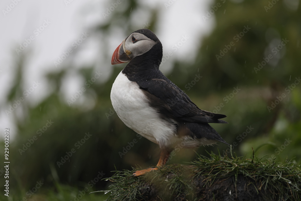 Fototapeta premium Puffin Iceland