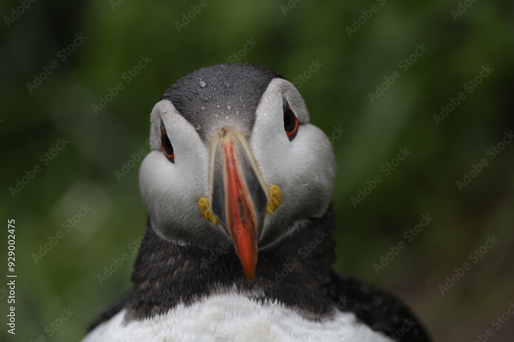 Naklejka premium Puffin Iceland