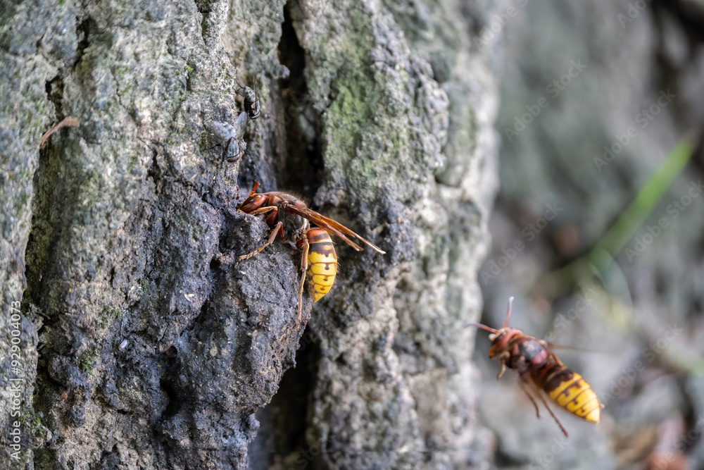 Hornet (Vespa crabro) climbing the bark of a tree with another hornet flying nearby. The sugary liquids that leak from the bark attract these insects. Natural setting. Hornet (Vespa crabro) climbing the bark of a tree with another hornet flying nearby. The sugary liquids that leak from the bark attract these insects. Natural setting.