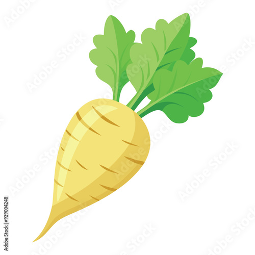 illustration of a parsnip, radish, kohlrabi vegetable