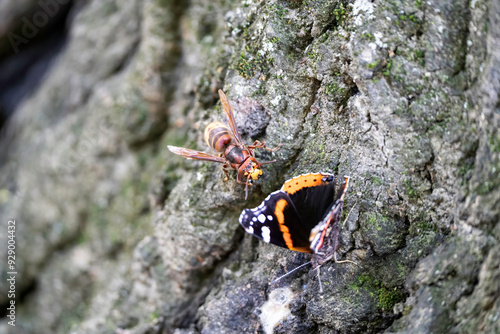 Canvas Print Hornet (Vespa crabro) approaching a butterfly (Vanessa atalanta) on tree bark in a natural interaction scene, capturing the tension of a potential predator-prey encounter