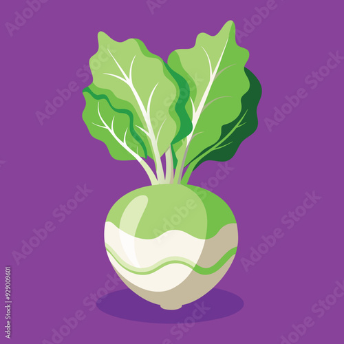 illustration of a kohlrabi vegetable