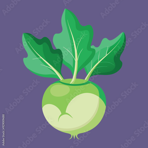 illustration of a kohlrabi vegetable