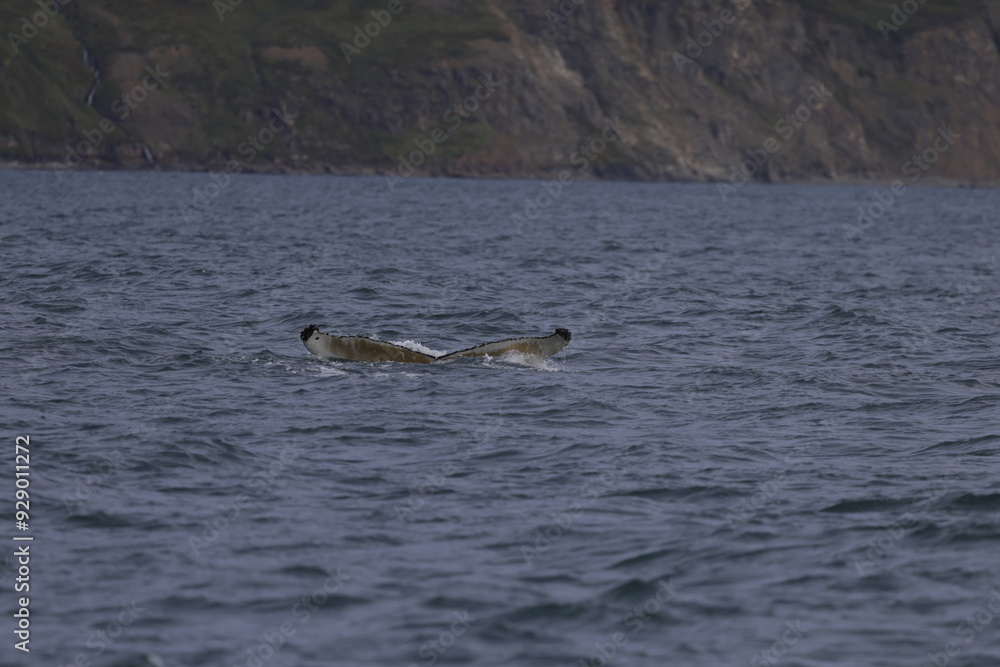 Naklejka premium humpback whale tail, iceland