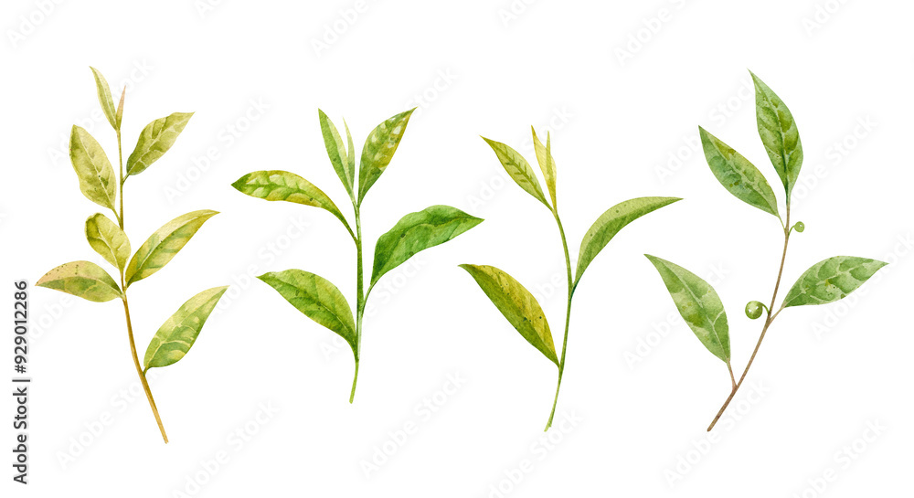 Watercolor set of tea branches with fresh green leaves. Hand drawn illustration on white background Watercolor set of tea branches with fresh green leaves. Hand drawn illustration on white background