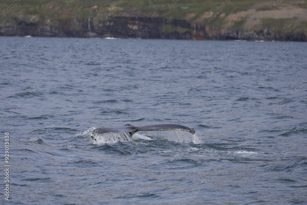 Naklejka premium humpback whale tail, iceland