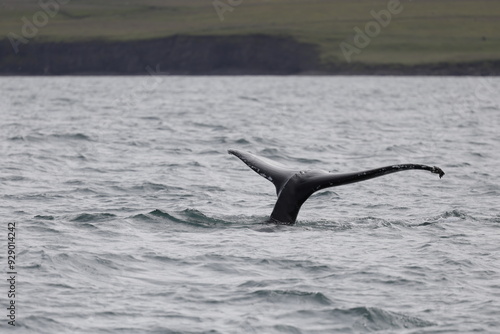 humpback whale tail, iceland photo