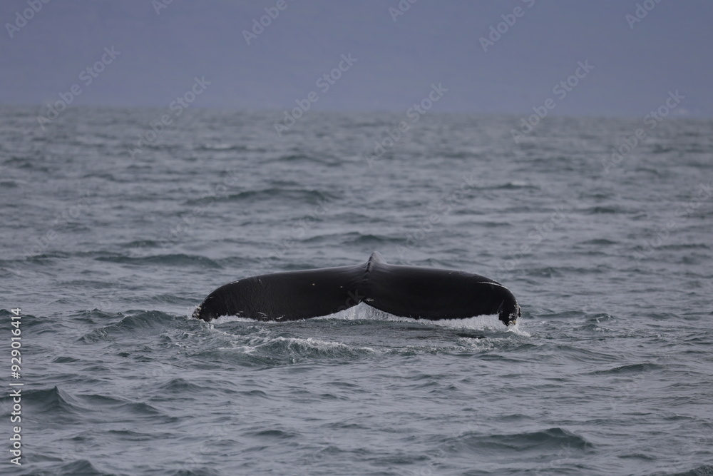 Fototapeta premium humpback whale tail, iceland