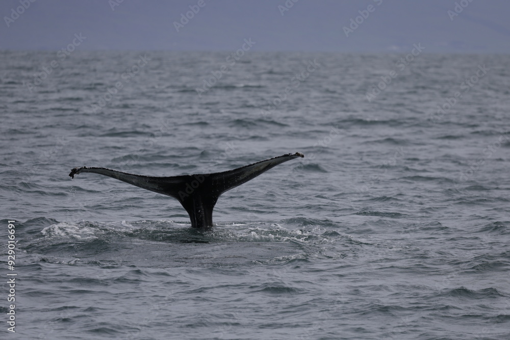 Fototapeta premium humpback whale tail, iceland