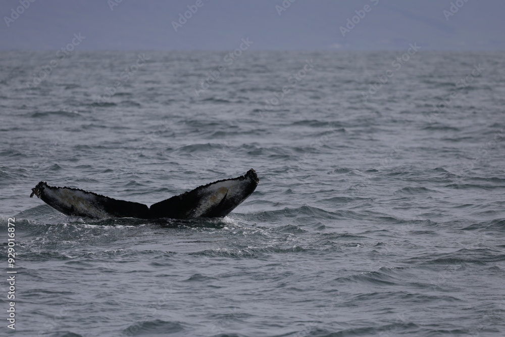 Fototapeta premium humpback whale tail, iceland