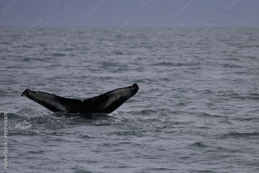 Fototapeta premium humpback whale tail, iceland
