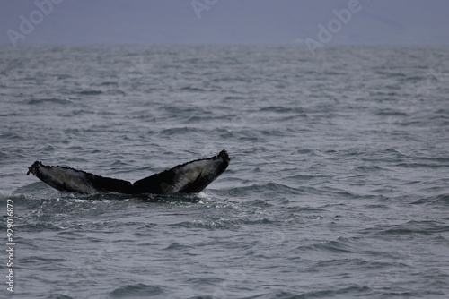 humpback whale tail, iceland