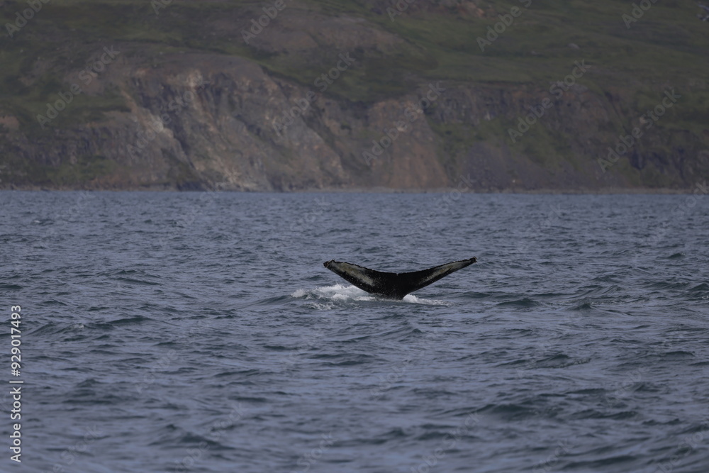 Fototapeta premium humpback whale tail, iceland