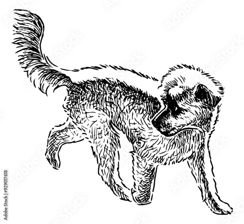 Cute shaggy dog walking outdoors, realistic sketch, hand drawn vector illustration isolated on white