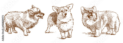 Realistic sketch of three purebred cute corgi dogs, vector hand drawn illustration isolated on white
