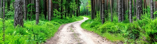 A winding dirt path through a lush green forest in daylight, surrounded by tall trees and vibrant foliage, creating a serene natural scene.