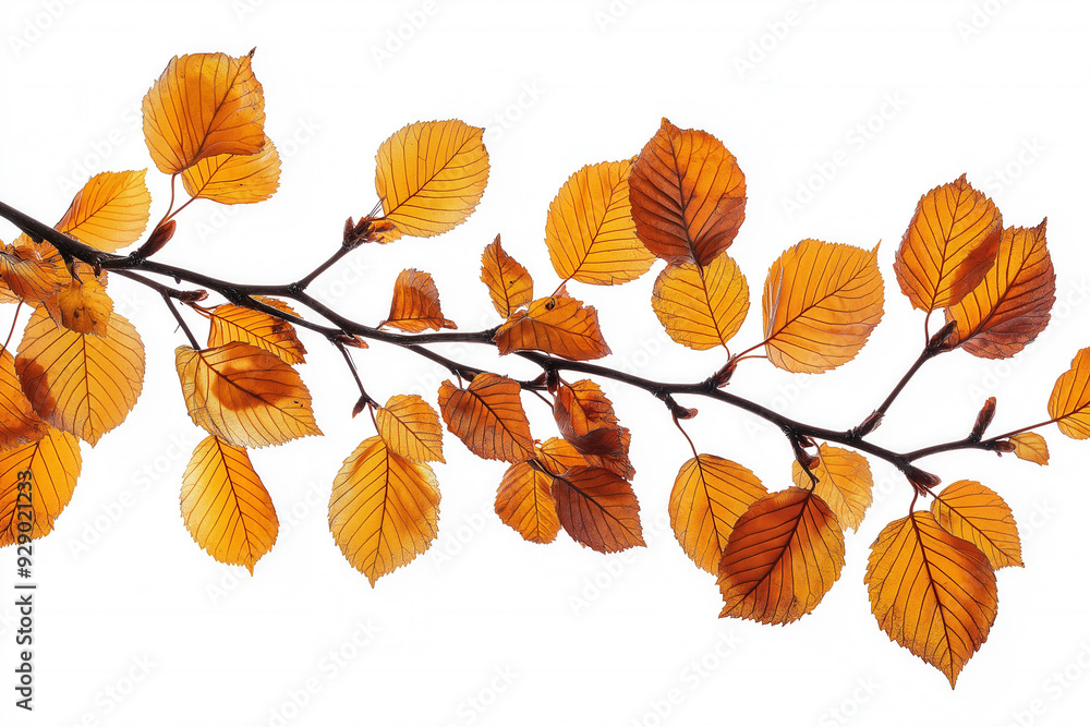Autumn Leaves Branch Isolated Autumn Leaves Branch Isolated