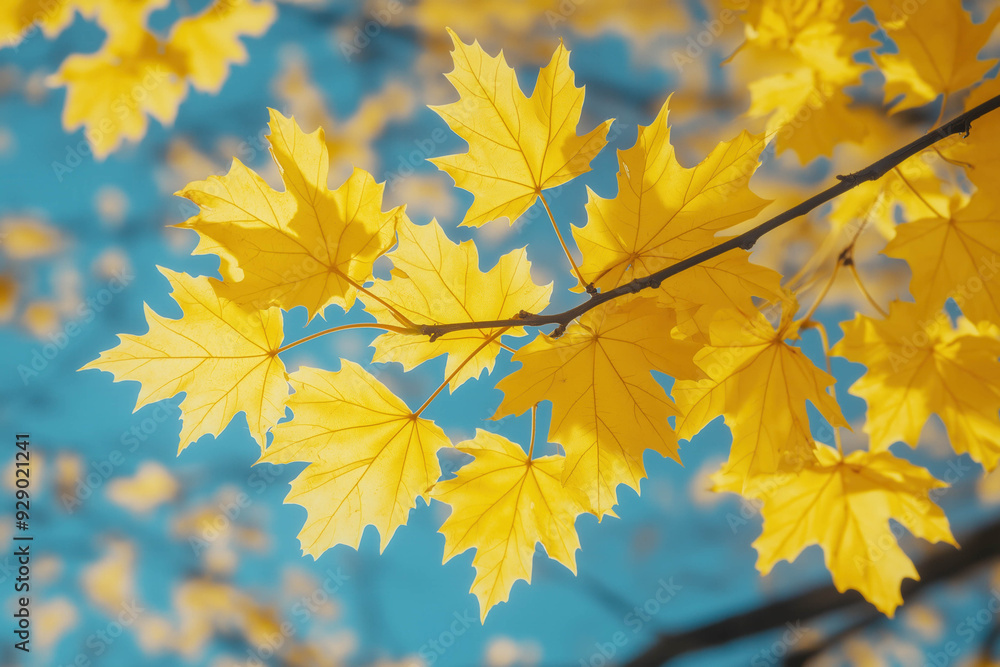 Autumn Maple Branch Autumn Maple Branch