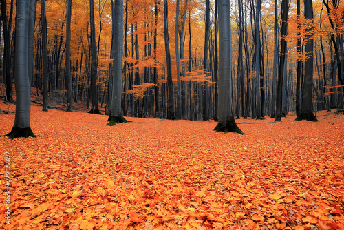 Deciduous Forest In Autumn